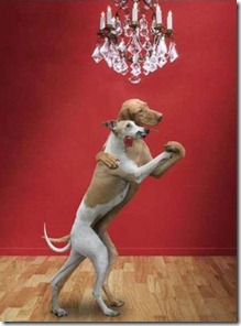 ballare da cani